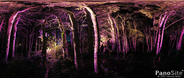 Illuminated forest